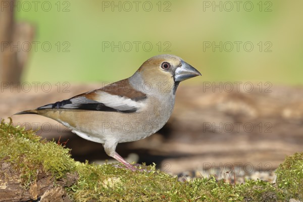 Hawfinch (Coccothraustes coccothraustes), female at a feeder in the garden, North Rhine-Westphalia,