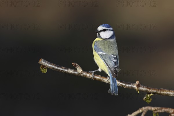 Blue tit (Parus caeruleus), Wilnsdorf, sitting on a branch in a cherry tree, North