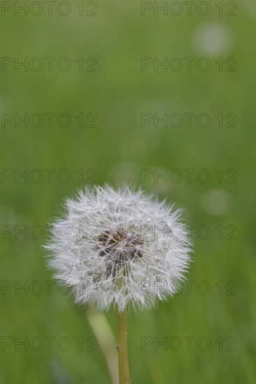 Seed stand, common dandelion (Taraxacum sect. Ruderalia), in a meadow, close-up, Wilnsdorf, North