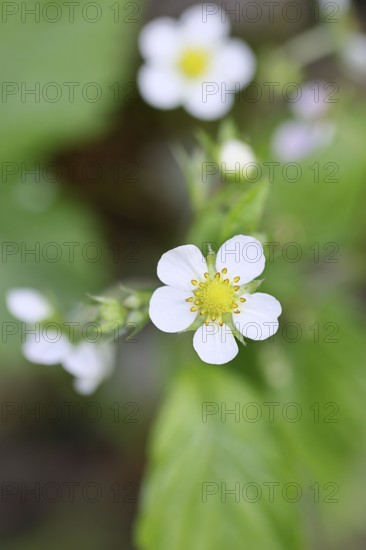 Wild strawberry (Fragaria vesca), in bloom, wild strawberry blossom, close-up, Wilnsdorf, North