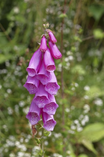 Common foxglove (Digitalis purpurea), flowers, close-up, from the plantain family, highly toxic,