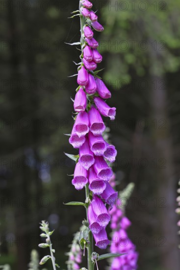 Common foxglove (Digitalis purpurea), flowers, close-up, from the plantain family, highly toxic,