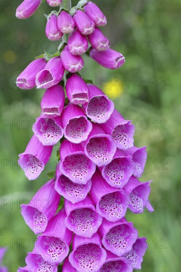 Common foxglove (Digitalis purpurea), flowers, close-up, from the plantain family, highly toxic,