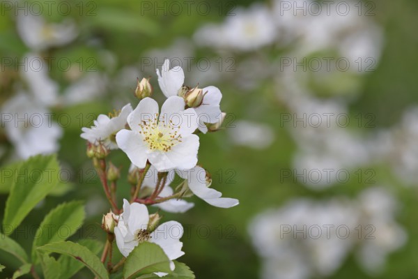 Bibernell rose (Rosa spinosissima L., syn.: Rosa pimpinellifolia L.), also called dune rose, earth
