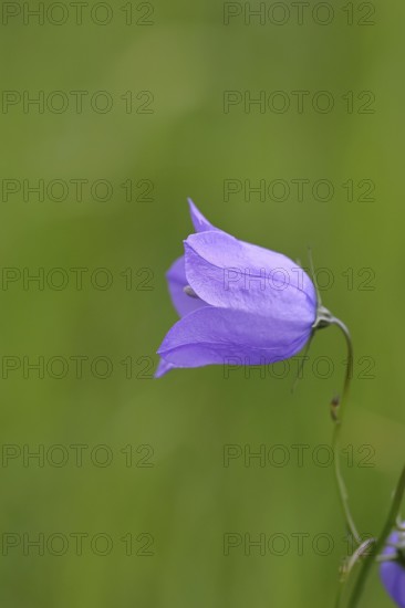 Meadow bellflower (Campanula patula), blue flower, on a rough meadow, Wilnsdorf, North