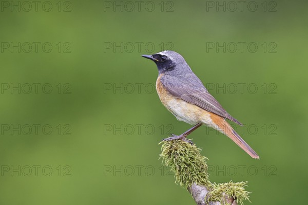 Redstart (Phoenicurus phoenicurus), male on a moss-covered branch, songbird, wildlife, Wilnsdorf,