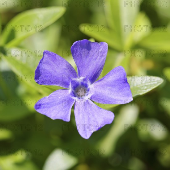 Bigleaf Periwinkle (Vinca major), blue flower in the garden, Wilnsdorf, North Rhine-Westphalia,