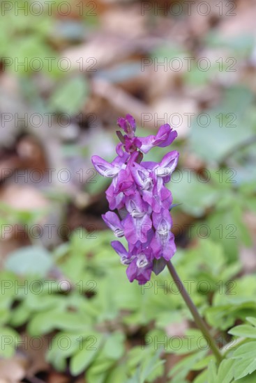 Hollow larkspur (Corydalis cava), inflorescence in a beech forest, Wilnsdorf, North