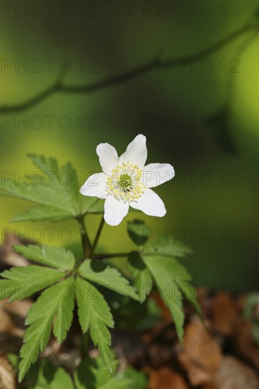 Wood anemone (Anemone nemorosa), flowering in a beech forest, spring, Wilnsdorf, North