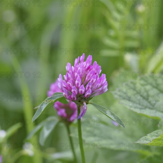 Meadow clover, red clover (Trifolium pratense), flower in a meadow, medicinal herb, Wilnsdorf,