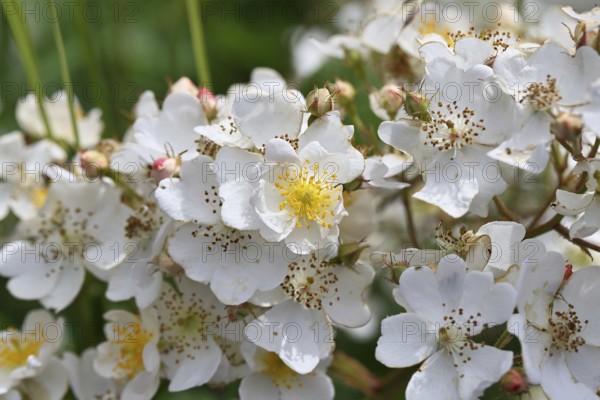 Bibernell rose (Rosa spinosissima L., syn.: Rosa pimpinellifolia L.), also called dune rose, earth