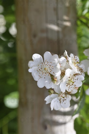Bibernell rose (Rosa spinosissima L., syn.: Rosa pimpinellifolia L.), also called dune rose, earth