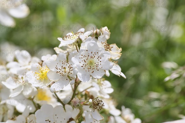 Bibernell rose (Rosa spinosissima L., syn.: Rosa pimpinellifolia L.), also called dune rose, earth