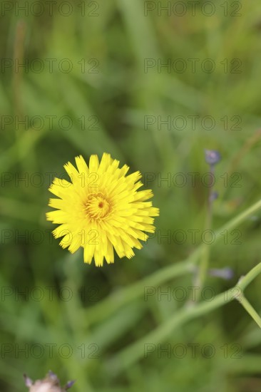 Hieracium lachenalii (Picris hieracioides), hawkweed bitterweed, yellow flower on a rough meadow,