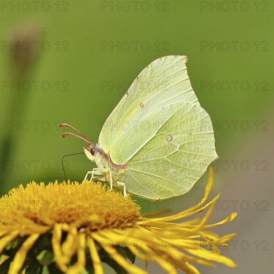 Lemon butterfly (Gonepteryx rhamny) on a yellow flower of a Great Telekie (Telekia speciosa),