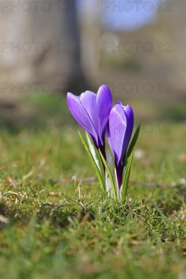 Violet crocus (Crocus neapolitanus), two flowers next to each other, spring, Siegen, North