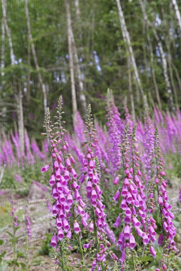 Common foxglove (Digitalis purpurea), flowers at the edge of a forest, from the plantain family,