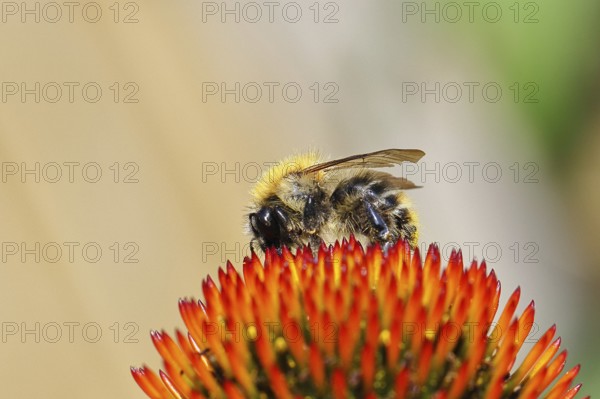 Field bumblebee (Bombus pascuorum), collecting nectar on a purple coneflower (Echinacea purpurea),