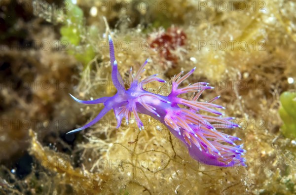 Thread snail (Flabellina affinis) Nudibranch Gill-breather with slightly transparent appendages