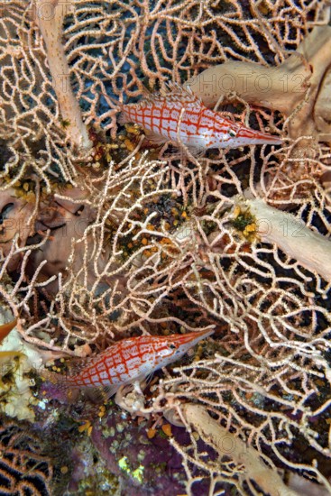 Underwater photo close-up pair of two longnose hawkfish (Oxycirrhites typus) sitting in fan coral