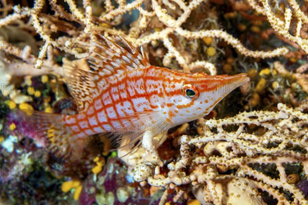 Underwater photo Close-up of longnose hawkfish (Oxycirrhites typus) sitting on stony coral