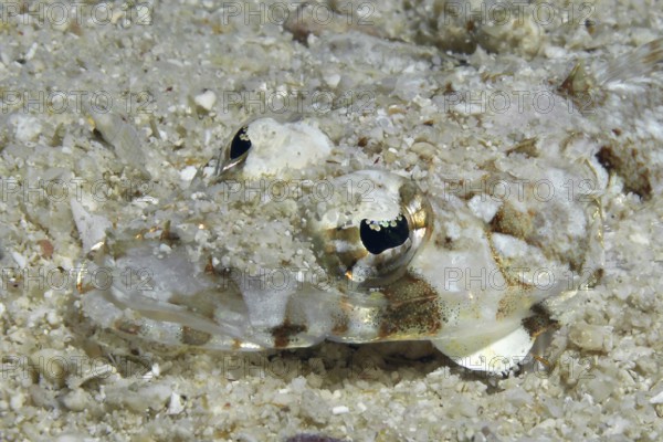 Extreme close-up underwater photo of juvenile brownhead crocodile fish (Cymbacephalus beauforti)