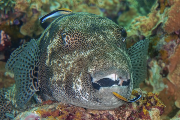 Underwater photo of symbiotic behaviour Symbiosis of giant pufferfish (Arothron stellatus) lying on