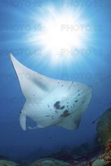 Underwater photo backlit photograph of reef manta ray (Mobula alfredi) living close to shore