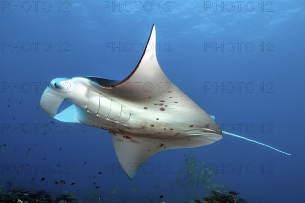 Underwater photo of large winged ray (Manta birostris) giant ray popular name devil ray swims