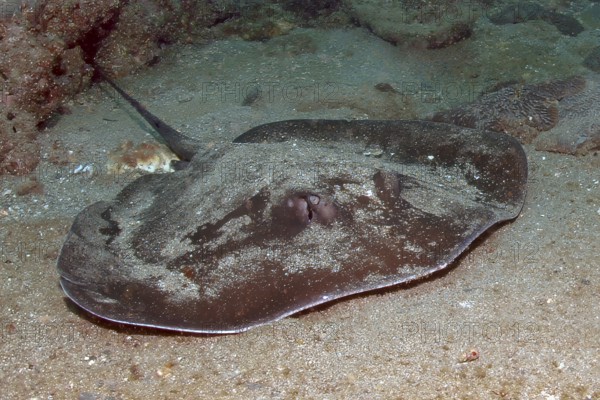 Underwater photo of round stingray (Taeniura grabata) Stingray swimming across seabed past viewer,