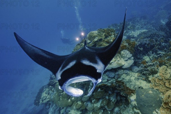 Underwater photo of coastal reef manta ray (Mobula alfredi) synonym ray common name devil ray