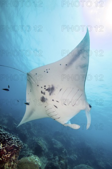 Underwater photo Backlit photograph of reef manta ray (Mobula alfredi) living close to shore