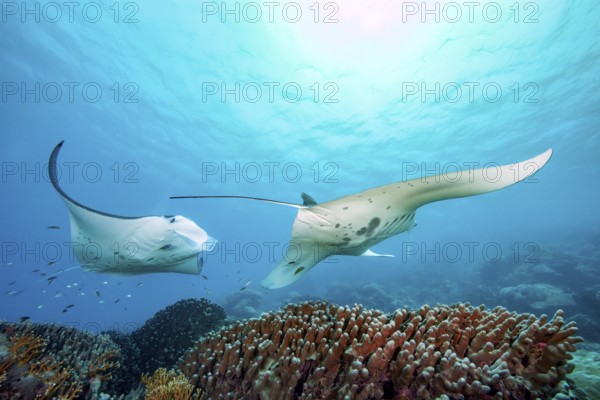 Underwater photo of two specimens of reef manta rays (Mobula alfredi) living close to shore Synonym