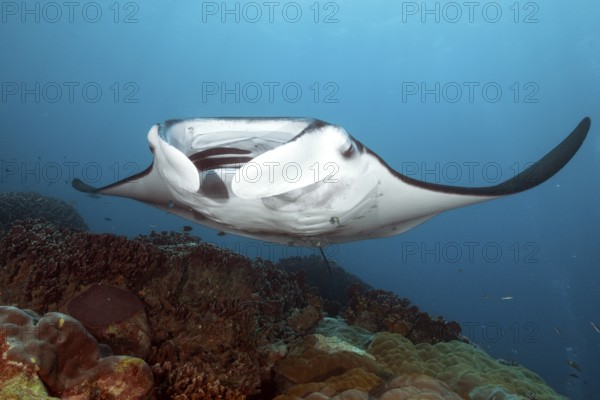 Underwater photo of coastal reef manta ray (Mobula alfredi) synonym ray common name devil ray swims