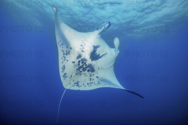 Underwater photo of giant ray Manta (Manta birostris) plankton eater swimming through open sea,