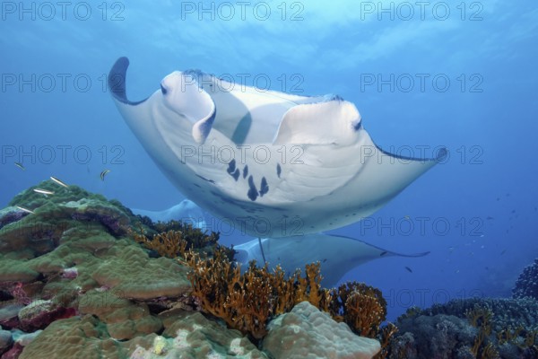 Underwater photo of coastal reef manta ray (Mobula alfredi) synonym common name devil ray swimming