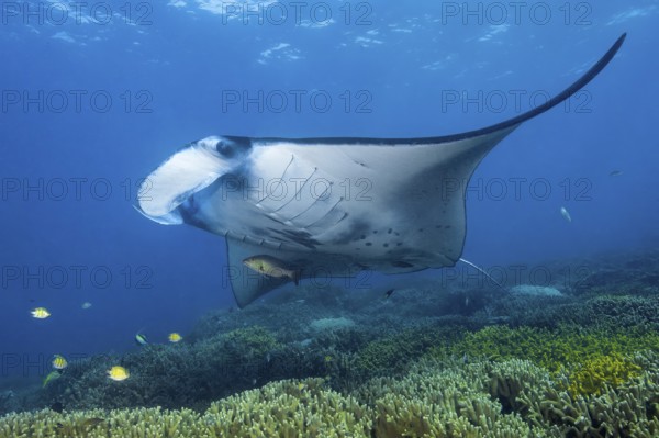 Underwater photo of coastal reef manta ray (Mobula alfredi) synonym ray common name devil ray swims