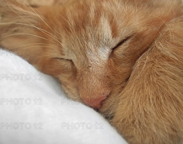 Portrait detail of a sleeping young Maine-Coon Cat