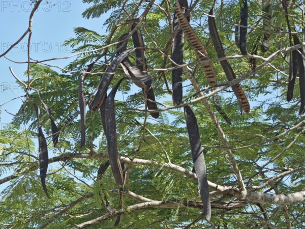Delonix regia tree with legume fruits at the Dominican Republic, a island of Hispanola wich is a