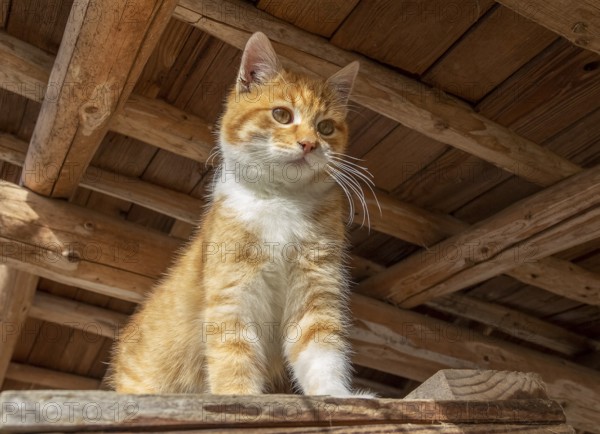 Low angle shot of a red kitten in woody ambiance