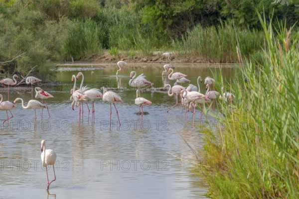 Riparian scenery including some flamingos around the Regional Nature Park of the Camargue in