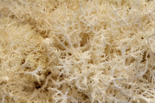 Full frame abstract Hericium mushroom closeup