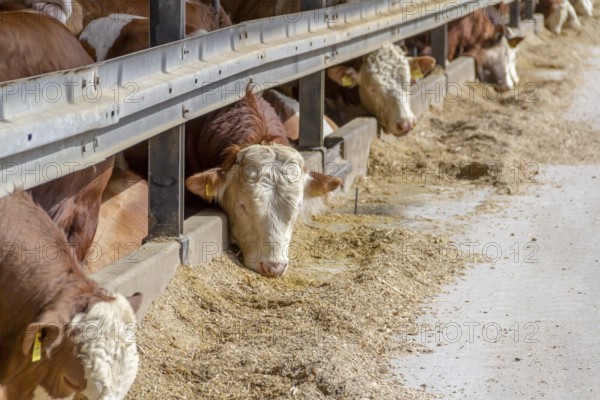 Some cattle at feed in a barn in sunny ambiance seen in Southern Germany
