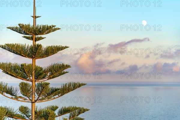 Coastal scenery showing a Norfolk Island pine in front of open sea at evening time