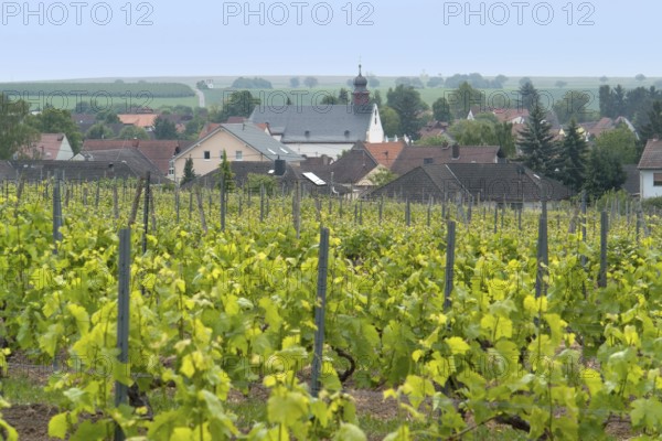 Idyllic scenery at the wine region Rheinhessen around Loerzweiler in the Rhineland-Palatinate in