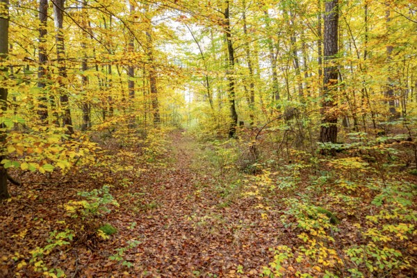 Colorful autumn forest scenery seen around Hardheim, a municipality in the district of