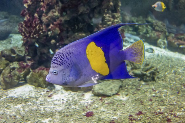 Halfmoon angelfish in natural underwater ambiance