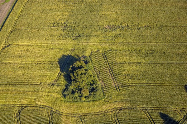 Aerial view, triangular group of trees in a field on Lünener Straße, field, field, group of trees,