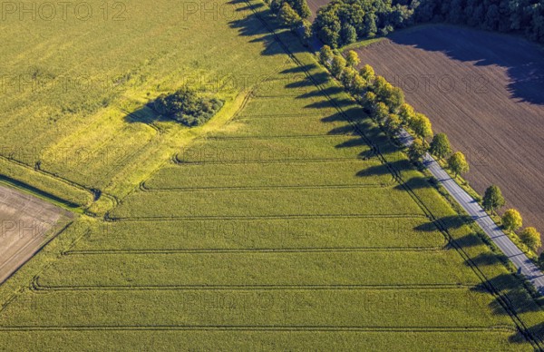 Aerial view, triangular group of trees in a field on Lünener Straße, field, field, group of trees,