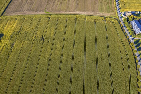 Aerial view, triangular group of trees in a field on Lünener Straße, field, field, group of trees,